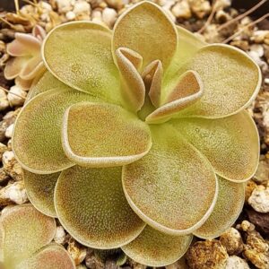 Plante carnivore : pinguicula esseriana var. Jaumavensis
