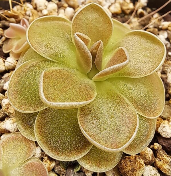 Plante carnivore : pinguicula esseriana var. Jaumavensis