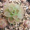 Plante carnivore : pinguicula esseriana var. Jaumavensis – Image 3