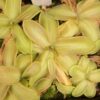 Plante carnivore : pinguicula mesophytica (Cerro El Pital, Honduras) – Image 3