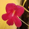 Plante carnivore : pinguicula mesophytica (Cerro El Pital, Honduras) – Image 2