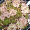 Plante carnivore : Pinguicula gracilis – Image 3
