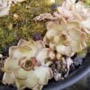 Plante carnivore : Pinguicula gracilis – Image 4
