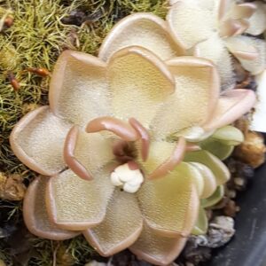 Plante carnivore : Pinguicula gracilis
