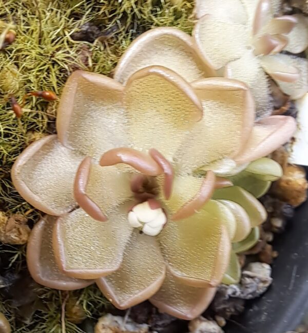 Plante carnivore : Pinguicula gracilis