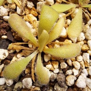 Plante carnivore : Pinguicula laxifolia