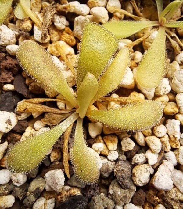 Plante carnivore : Pinguicula laxifolia