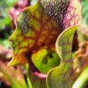 Plante carnivore : Sarracenia pupurea spp. Venosa 'minor Black' (Thomas Carow) – Image 2