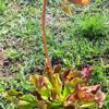 Plante carnivore : Sarracenia pupurea spp. Venosa 'minor Black' (Thomas Carow) – Image 3