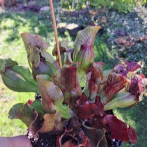 Plante carnivore : Sarracenia pupurea spp. Venosa 'minor Black' (Thomas Carow)
