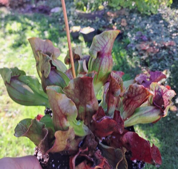 Plante carnivore : Sarracenia pupurea spp. Venosa 'minor Black' (Thomas Carow)