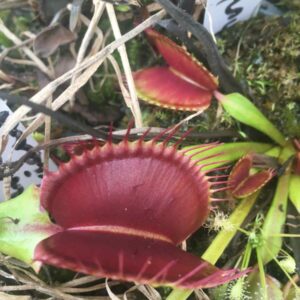 Dionaea Muscipula Titan Z06 Giant plant (plante géante adulte)