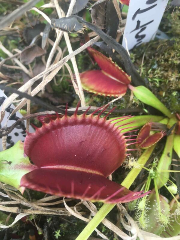 Dionaea Muscipula Titan Z06 Giant plant (plante géante adulte)