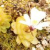 Plante carnivore : Pinguicula gracilis – Image 5