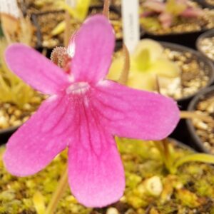 Plante carnivore : Pinguicula calderoniae