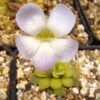Plante carnivore : pinguicula pilosa – Image 3