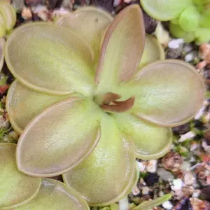 Plante carnivore : pinguicula mesophytica (Cerro El Pital, Honduras)