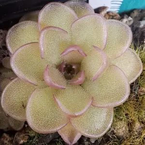 Plante carnivore : Pinguicula kondoi