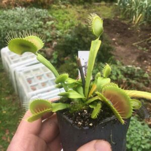 Dionaea Muscipula B52 canada Giant plant (plante géante adulte)