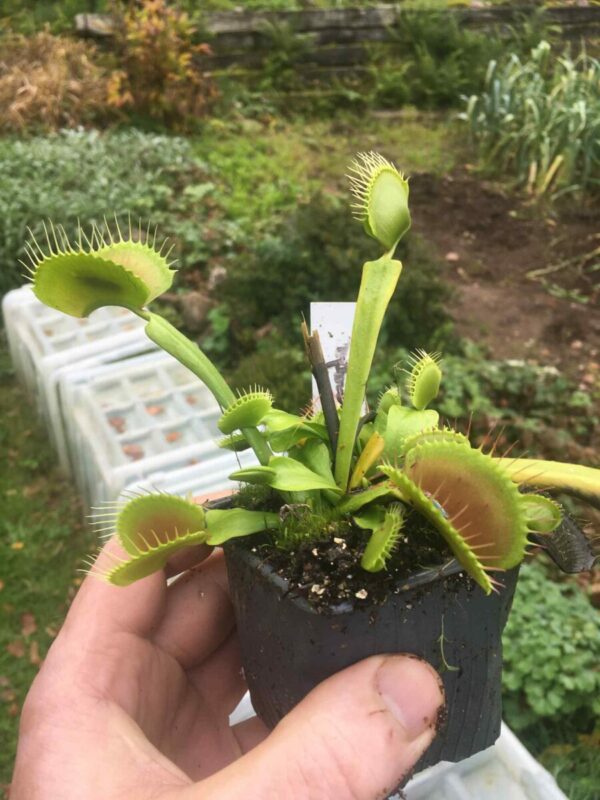 Dionaea Muscipula B52 canada Giant plant (plante géante adulte)
