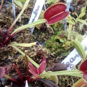 Dionaea Muscipula Gigantea clone géant Giant plant (plante géante adulte)