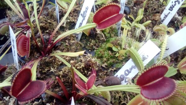 Dionaea Muscipula Gigantea clone géant Giant plant (plante géante adulte)