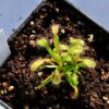 Drosera x 'Hercules', Afrique du Sud (2/3 plantes) – Image 3