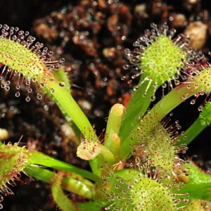 Drosera x 'Hercules', Afrique du Sud (2/3 plantes)