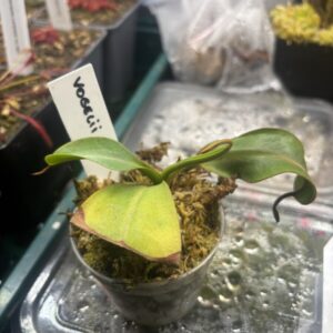 Nepenthes Vogelii