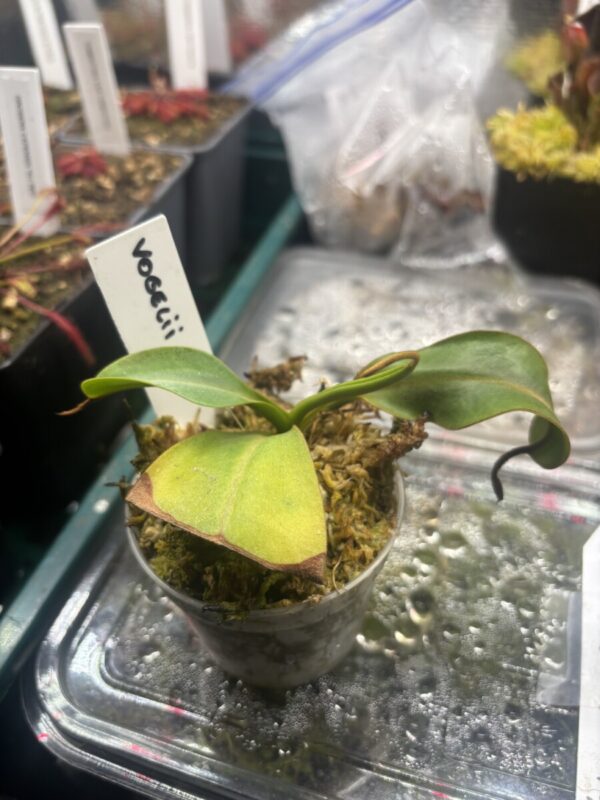 Nepenthes Vogelii