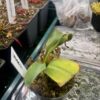 Nepenthes Vogelii – Image 2