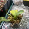 Nepenthes Vogelii – Image 3