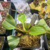 Nepenthes Robcantleyii x Veitchii