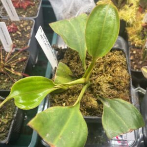 Nepenthes Robcantleyii x Veitchii