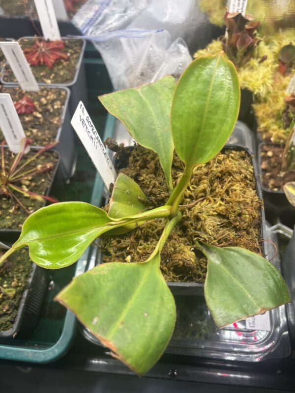 Nepenthes Robcantleyii x Veitchii