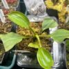 Nepenthes Robcantleyii x Veitchii