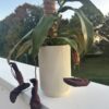 Nepenthes Rebecca Soper (grande) – Image 3
