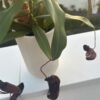Nepenthes Rebecca Soper (grande) – Image 4