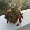 Nepenthes Rebecca Soper – Image 4