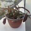 Nepenthes Rebecca Soper – Image 2