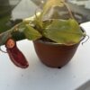 Nepenthes Gaya – Image 3