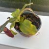 Nepenthes Gaya – Image 2