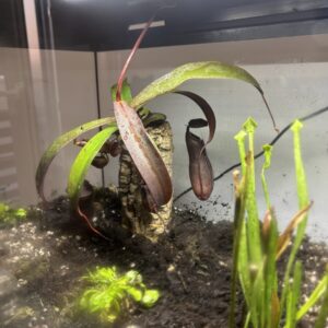 Nepenthes Rebecca Soper