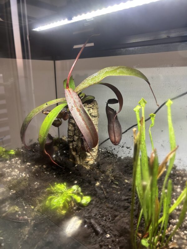 Nepenthes Rebecca Soper