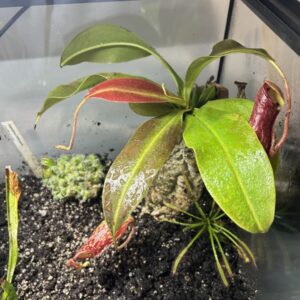 Nepenthes Gaya