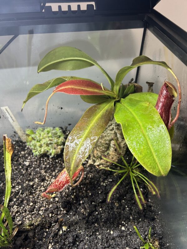 Nepenthes Gaya