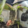 Nepenthes Gaya – Image 4