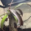 Nepenthes Rebecca Soper – Image 7