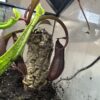 Nepenthes Rebecca Soper – Image 3