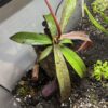 Nepenthes Rebecca Soper – Image 6